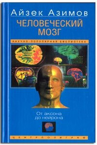 Человеческий мозг: от аксона до нейрона